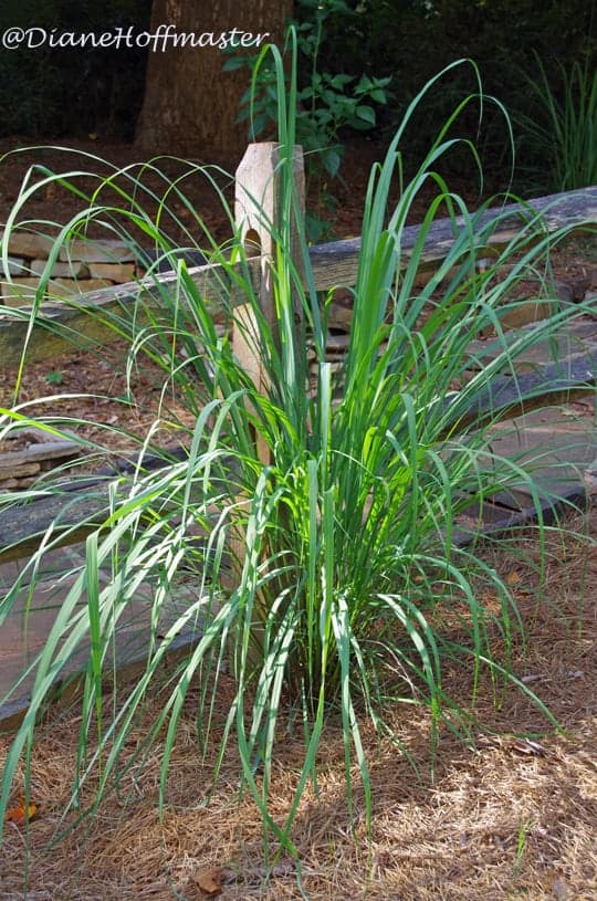 lemongrass growing near a wooden fence