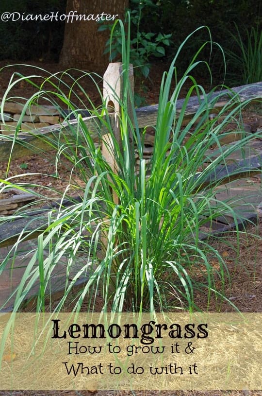 lemongrass growing near a wooden fence