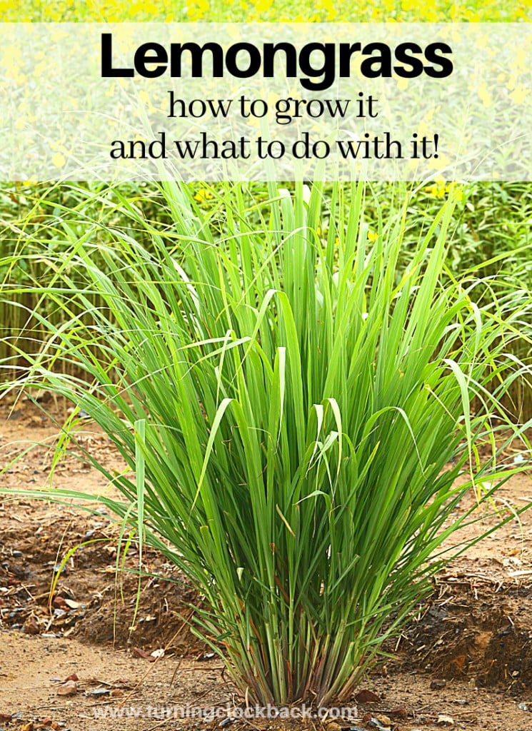 Lemongrass growing outside with text Lemongrass how to grow it and what to do with it