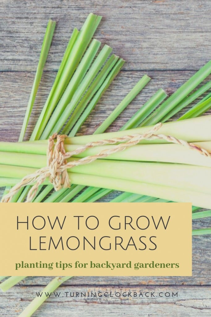 lemongrass on cutting board with text 'How to Grow Lemongrass'