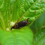 DIY Earwig Trap for Your Garden