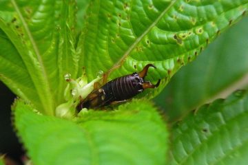 DIY Earwig Trap for Your Garden
