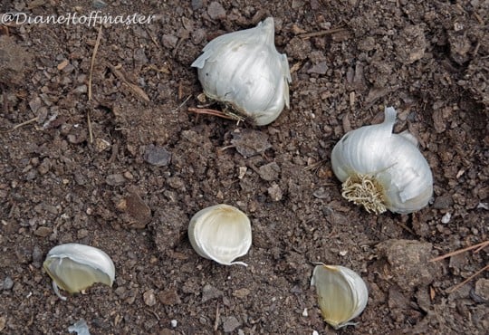 garlic bulbs in the soil for planting in a fall garden