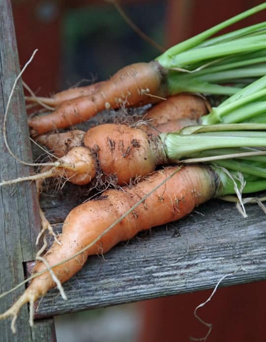 How to grow carrots