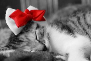 cat sleeping with christmas bow on