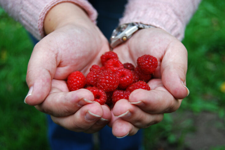 Pucker Up with this Raspberry Sugar Scrub for Lips!