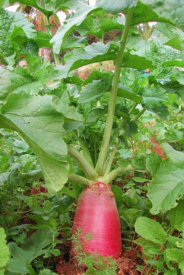 radishes for a spring garden