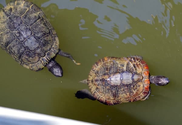 Callawy Gardens Turtles