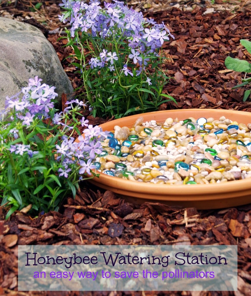 How to Save the Pollinators with a Honeybee Watering Station 2