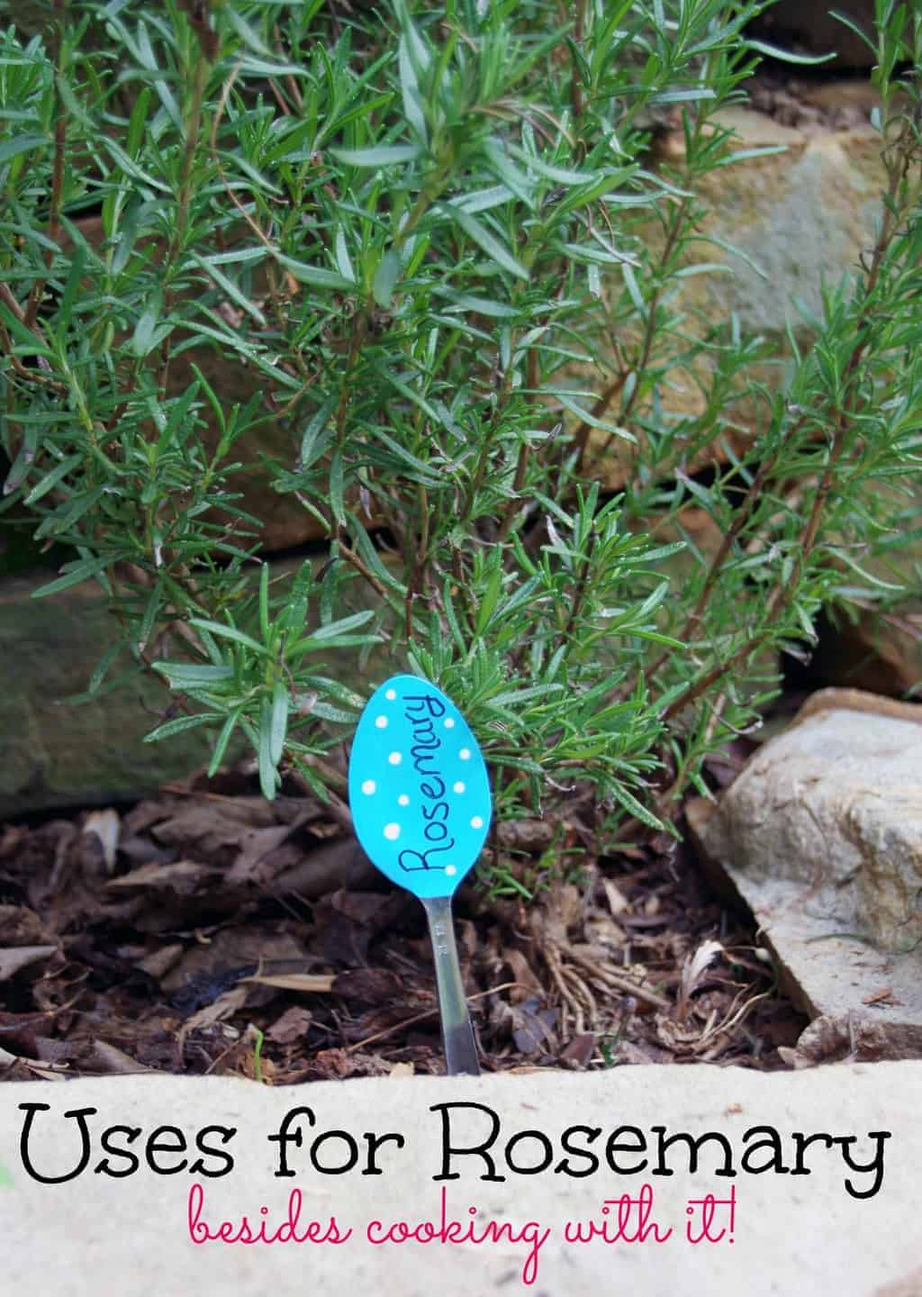 The Many Uses for Rosemary Besides Cooking! Turning the Clock Back