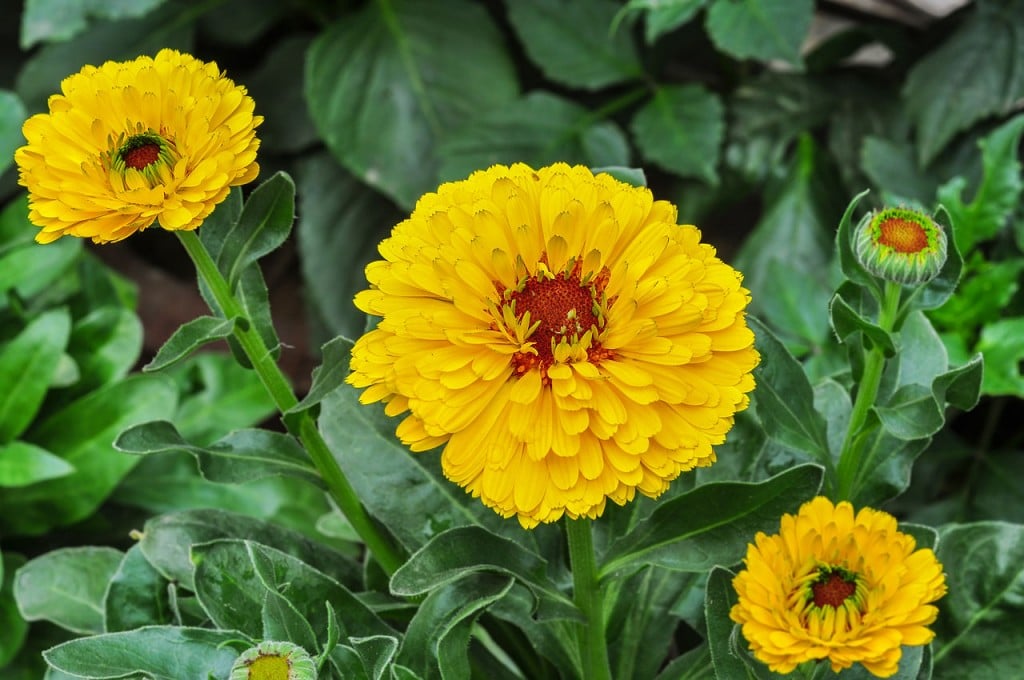 Edible Flowers Calendula or Marigold