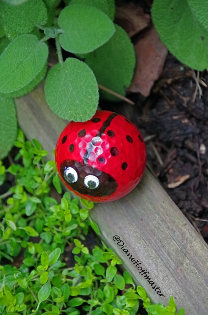 golf ball lady bug in garden