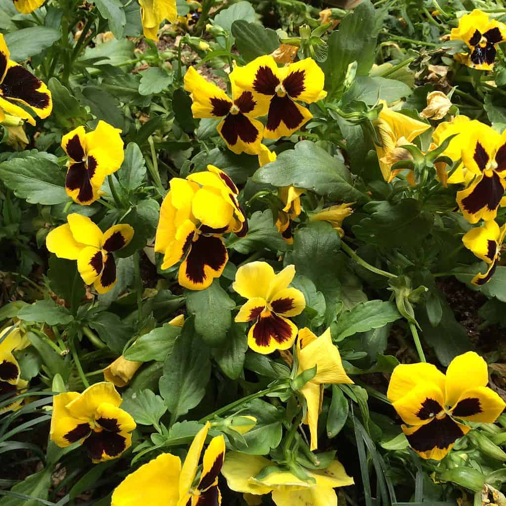 Edible Flowers Pansies