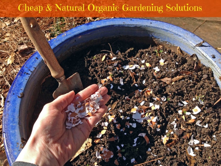 10 Foods That Help Grow An Organic Garden - Turning the Clock Back
