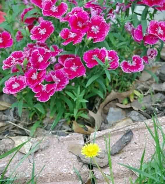 Garden Photography Flowers