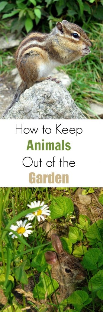 How to Keep Animals Out of the Garden