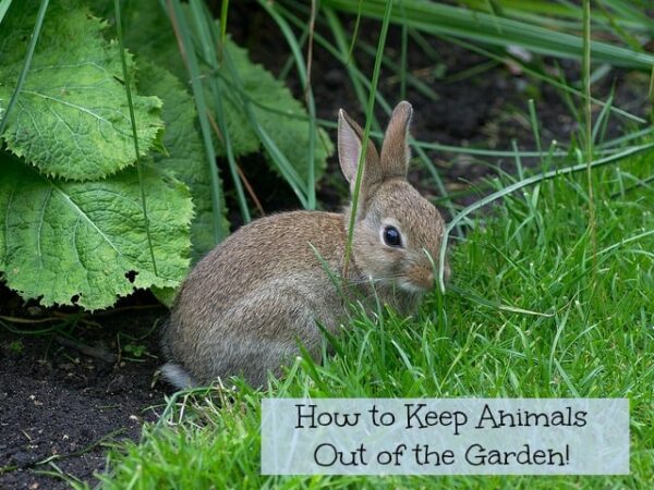 How to Keep Animals Out of the Garden - Turning the Clock Back