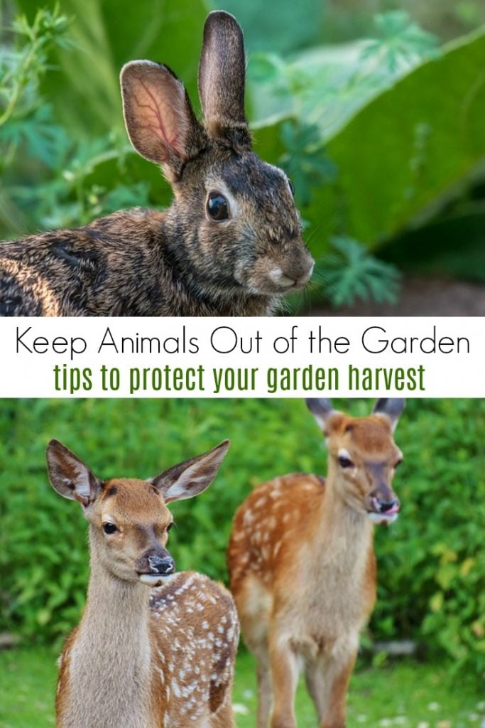 How to protect your garden from animals