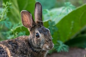 rabbit in the garden
