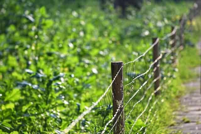 animal proof fencing