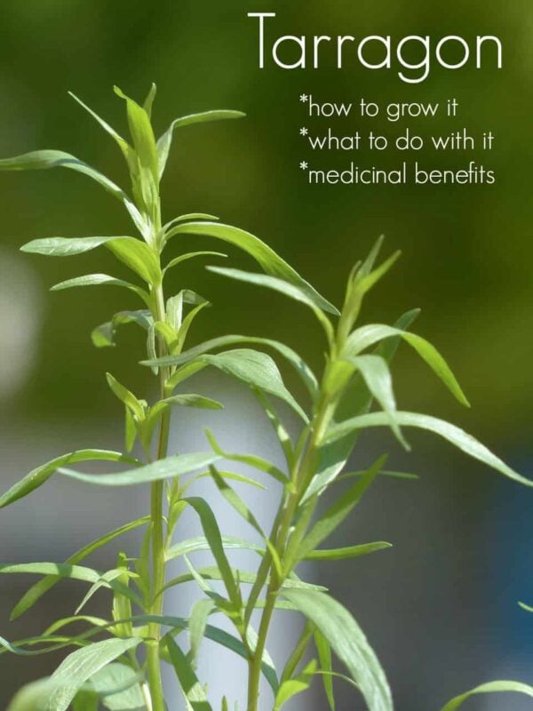 Tarragon Vinegar Recipe and 5 Other Uses for Tarragon