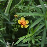 Tarragon Vinegar Recipe and 5 Other Uses for Tarragon