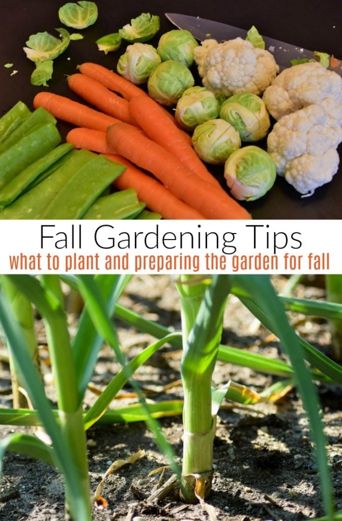 Fall Gardening Tips. What to Plant and Preparing the Garden for Fall