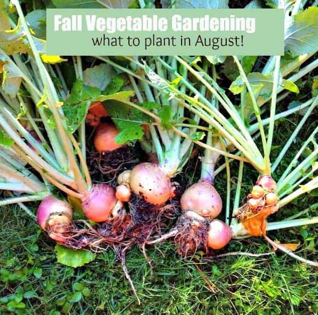 Fall Vegetable Gardening Tips