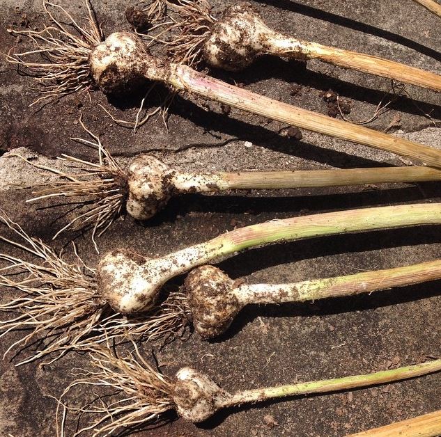 How to grow garlic and fall vegetable gardening