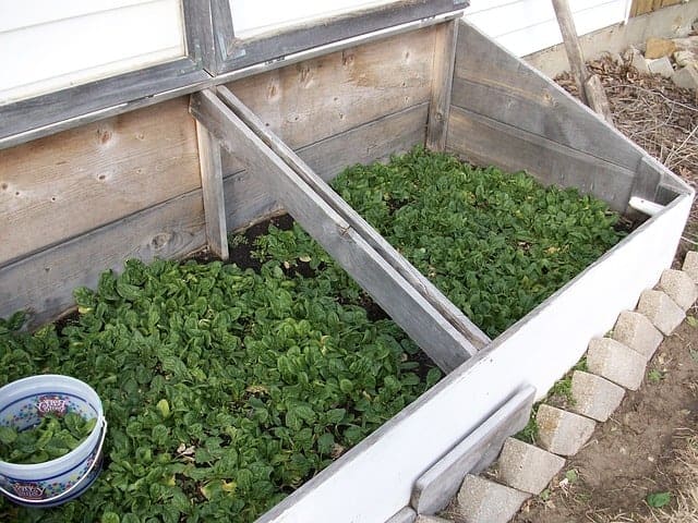 spinach in a cold frame