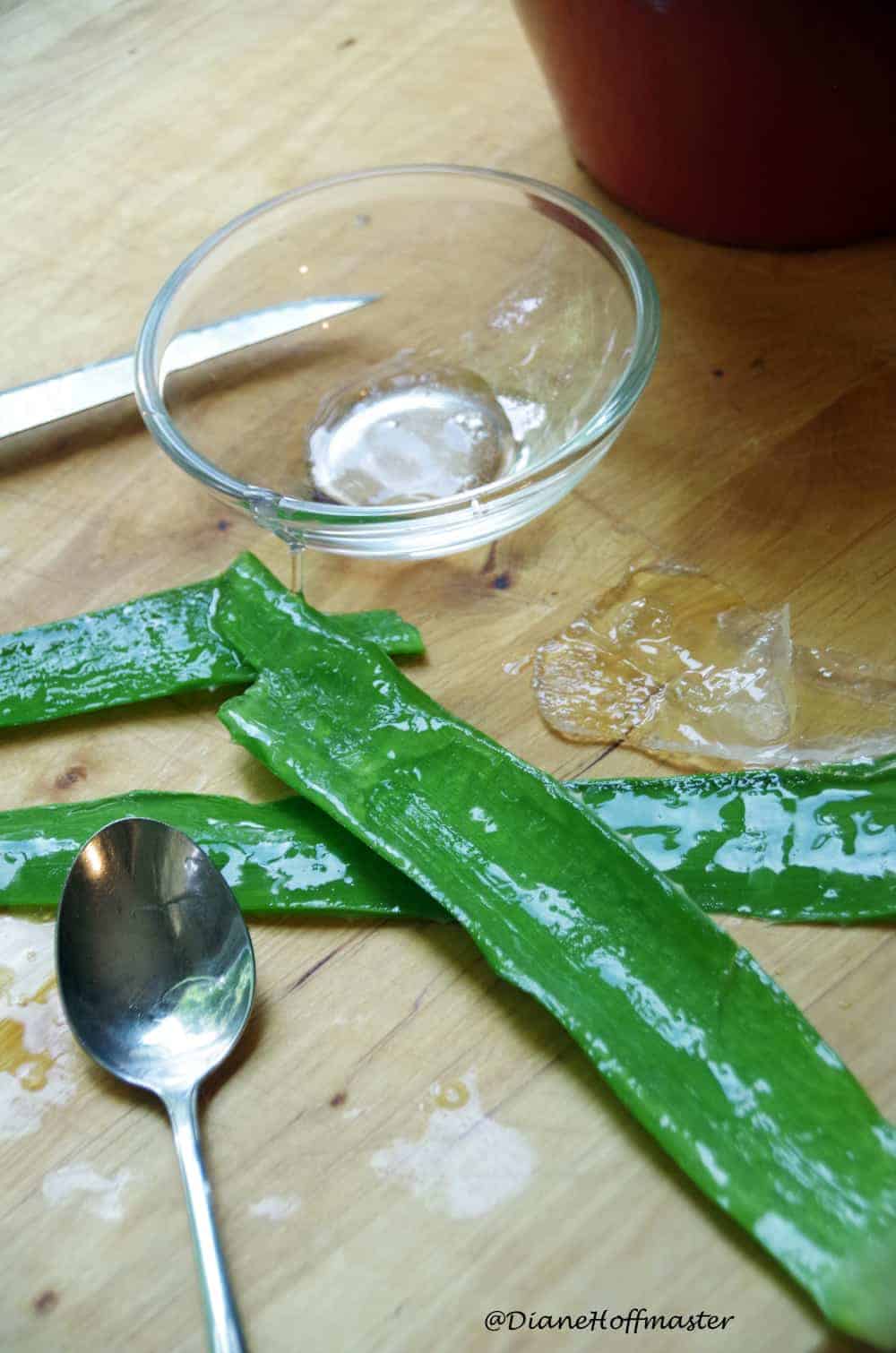 Extracting aloe vera gel from your aloe plant