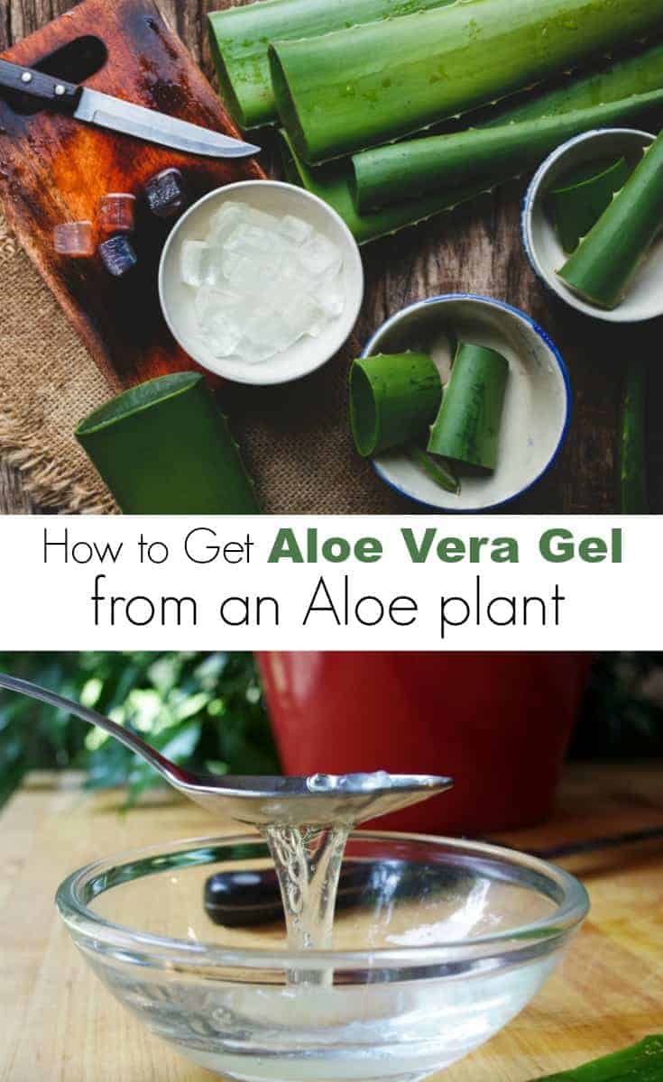 Want to learn how to get aloe vera gel from an aloe plant? Read this step by step guide on how to extract aloe vera from a plant for natural beauty products.