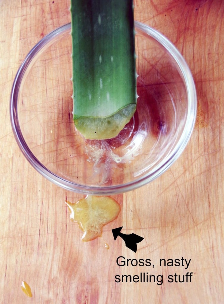 How To Get Aloe Vera Gel From Your Aloe Plant Turning The Clock Back