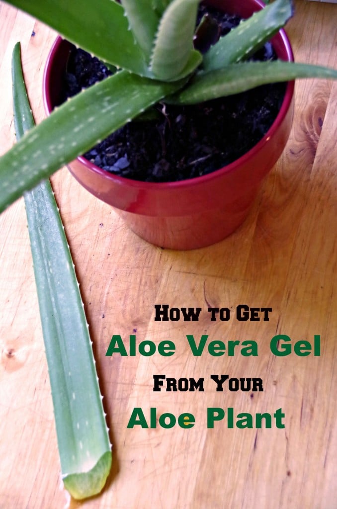 How to get aloe vera gel from your aloe plant for external use only