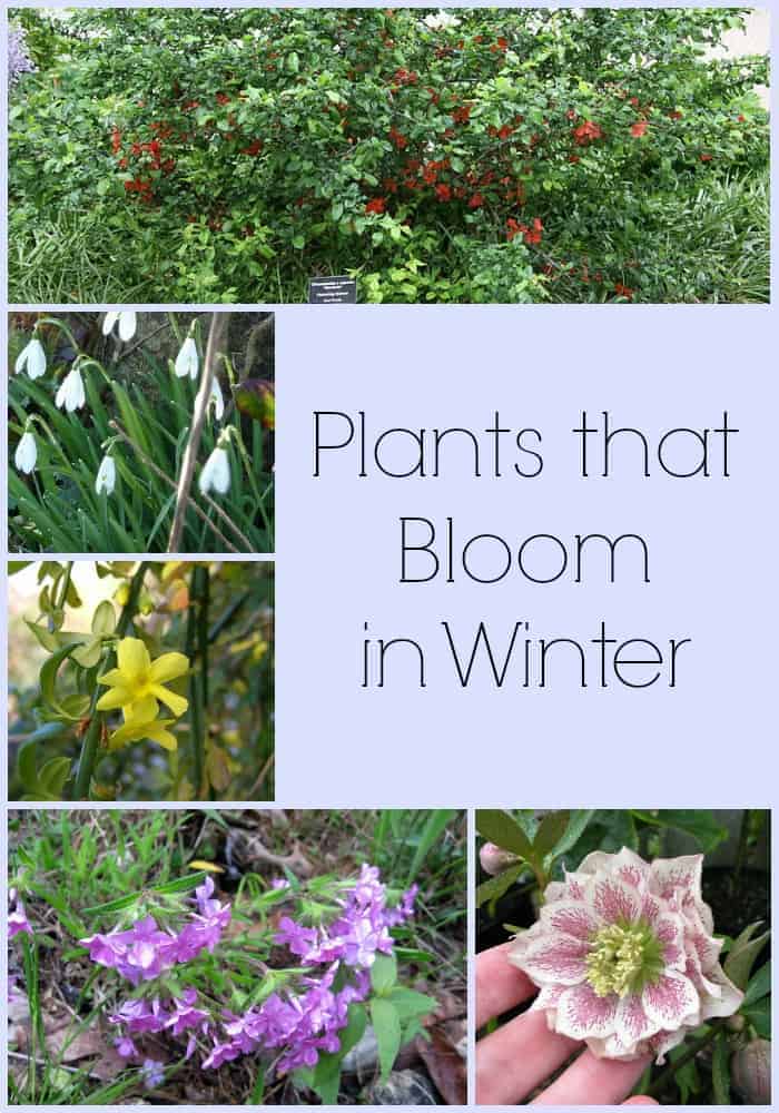 Winter gardening can be beautiful! Here are a few plants that bloom in winter!