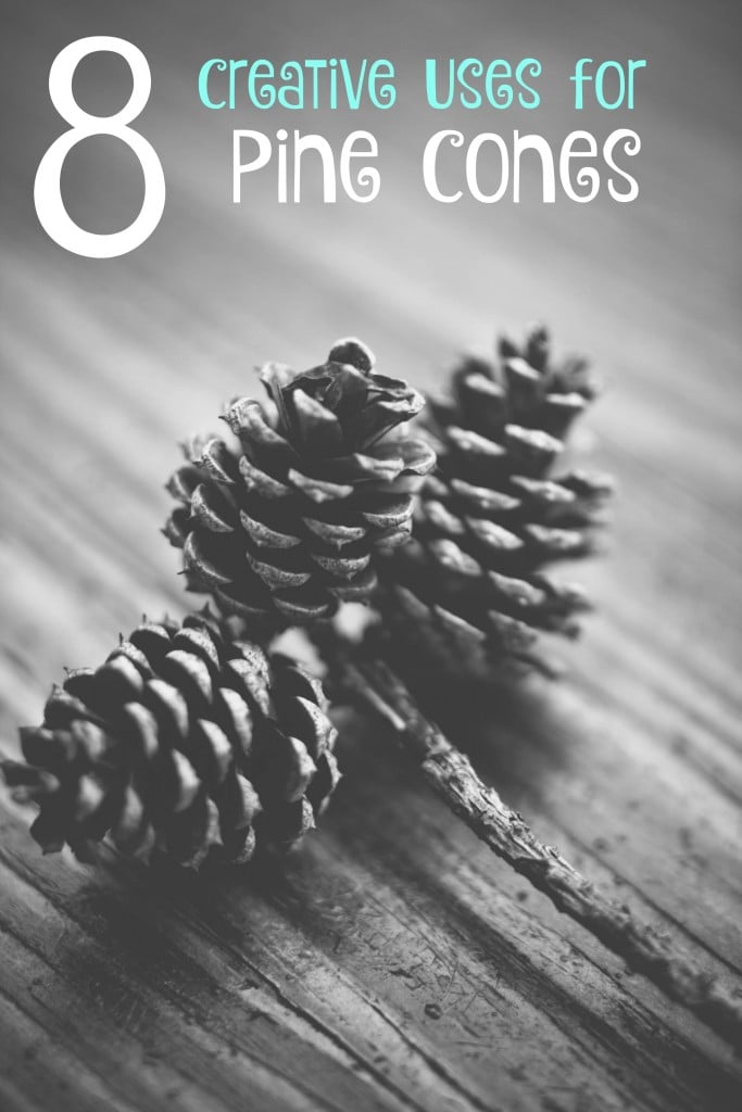 black and white image of pine cones on a wood table