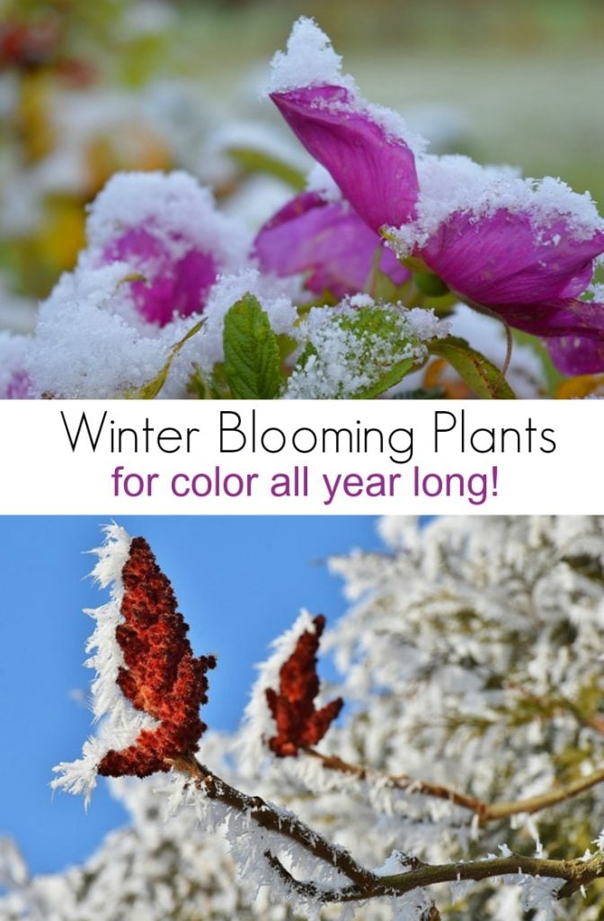 Winter Blooming Plants for Color All Year Long