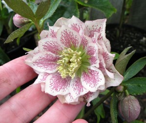 8 Plants that Bloom in Winter Perfect for Your Back Yard!