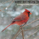 Winter Bird Feeding Tips for Happy and Healthy Backyard Birds