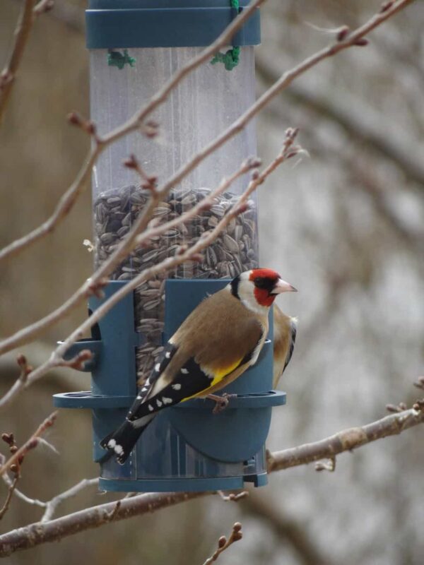 Winter Bird Feeding Tips for Happy and Healthy Backyard Birds