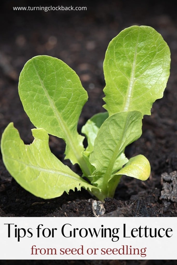 Tips for Growing Lettuce from seed or seedling