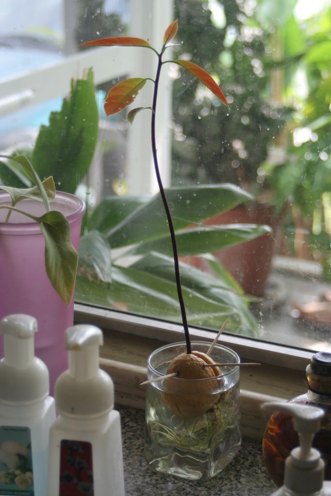 How to grow an avocado tree