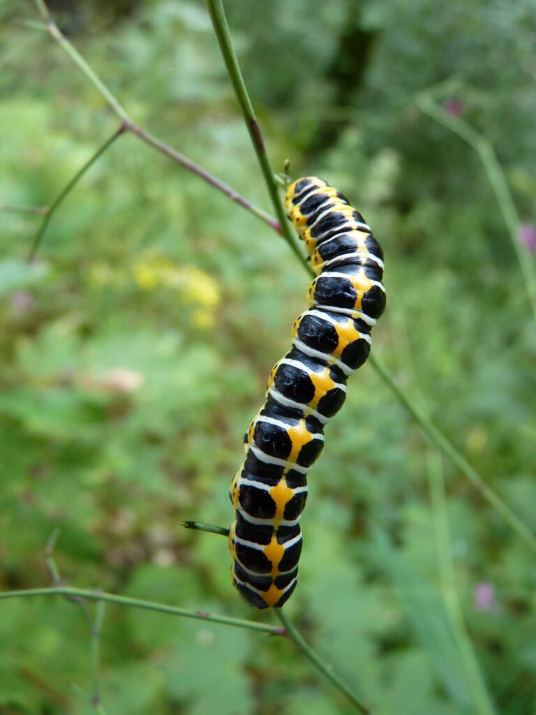 black white and yellow caterpillar-