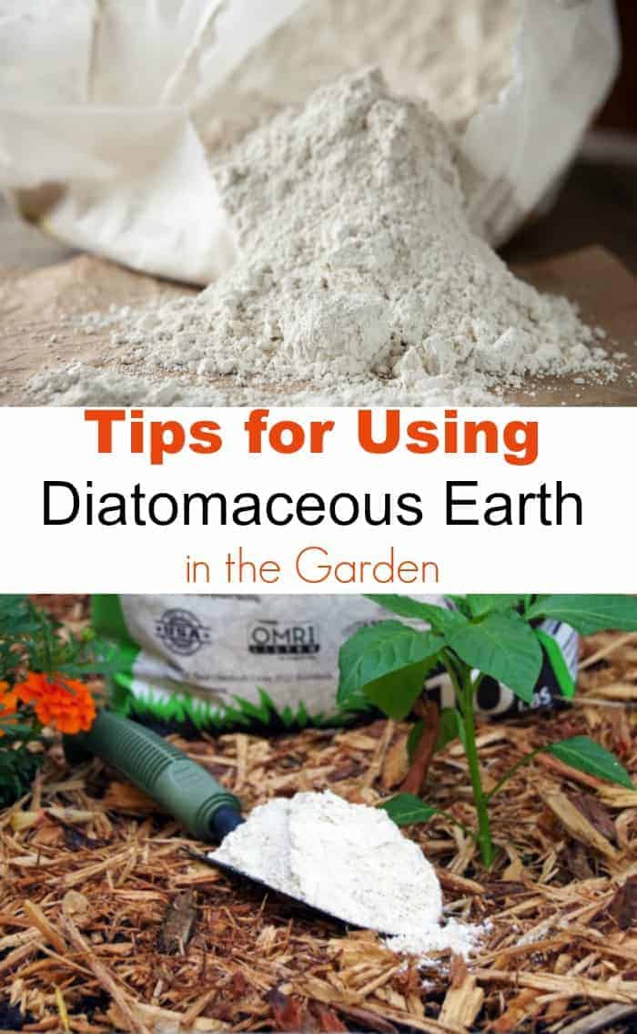 What is diatomaceous earth and should you use it in your garden? Here are some tips on how to use diatomaceous earth in the garden safely and effectively.