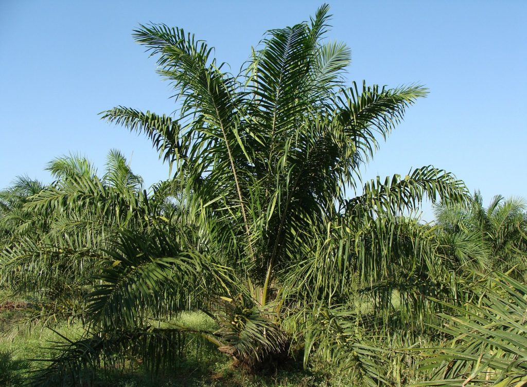 Choosing sustainable palm oil suppliers