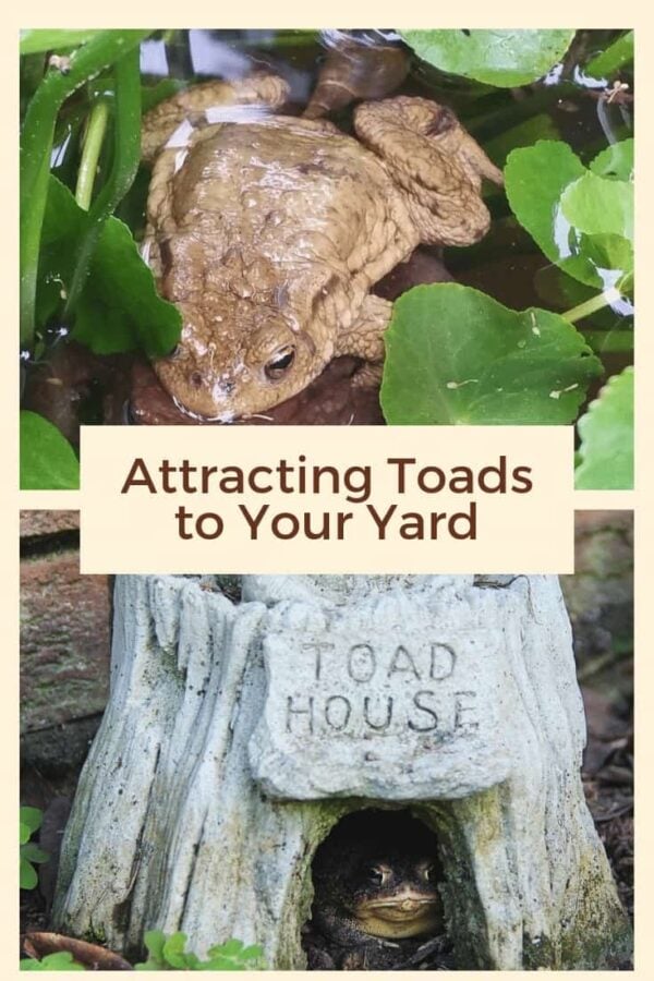 How to Attract Toads to the Garden Turning the Clock Back