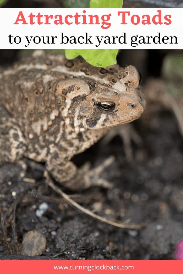 Attracting Toads to your back yard garden