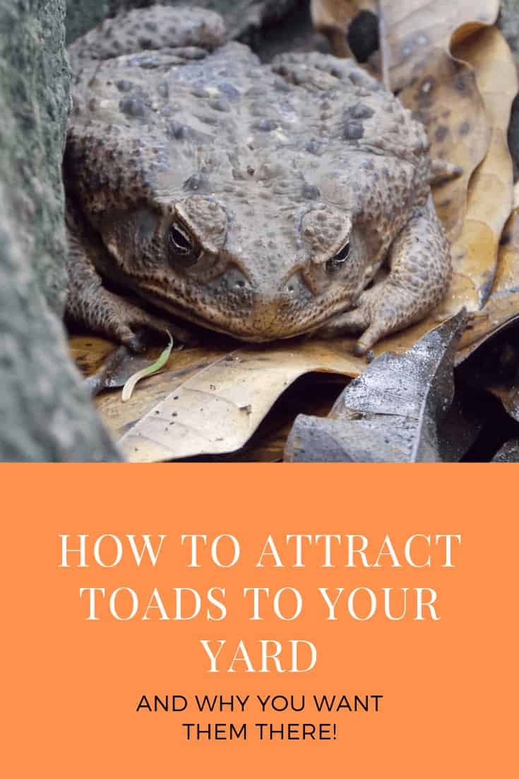 How to Attract Toads to the Garden - Turning the Clock Back
