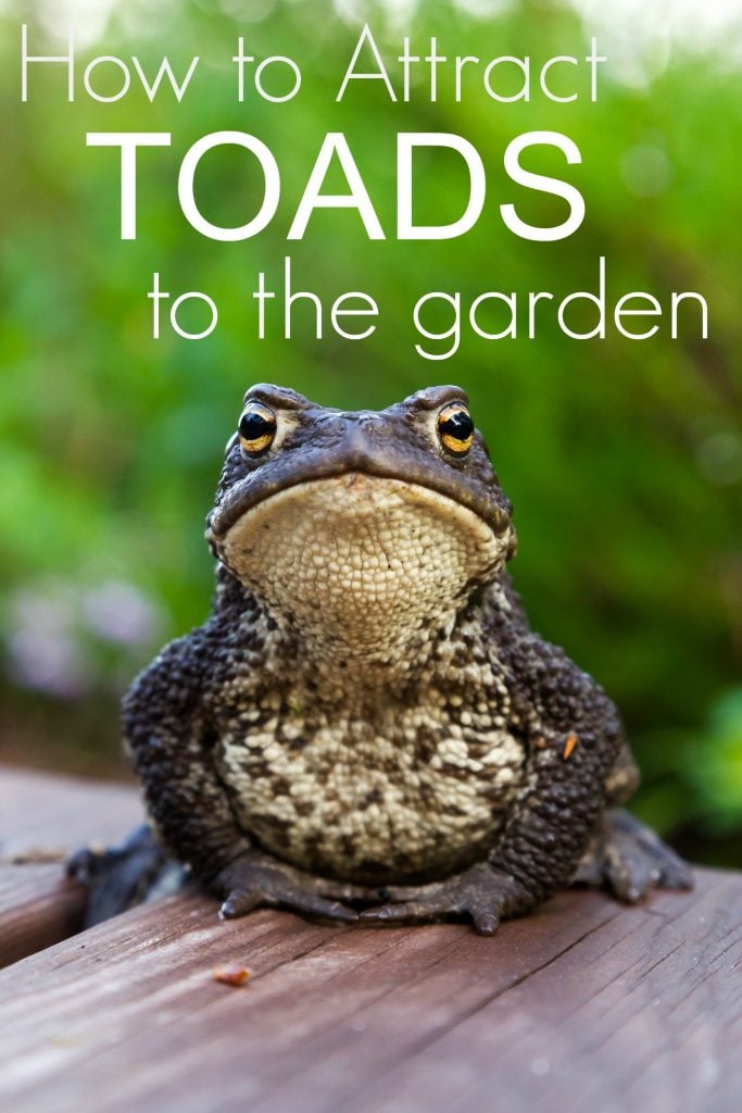 How to Attract Toads to the Garden and Why You Want them there!