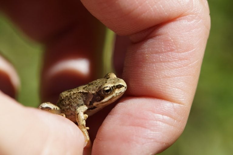 How to Attract Toads to the Garden - Turning the Clock Back